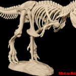Модель скелета T-Rex для 3d принтера