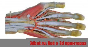 3D-печать в анатомии 