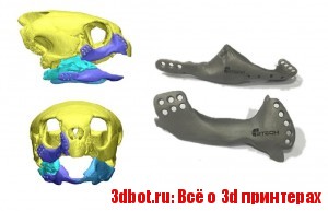 Черепаха получила протезы, отпечатанные на 3D принтере
