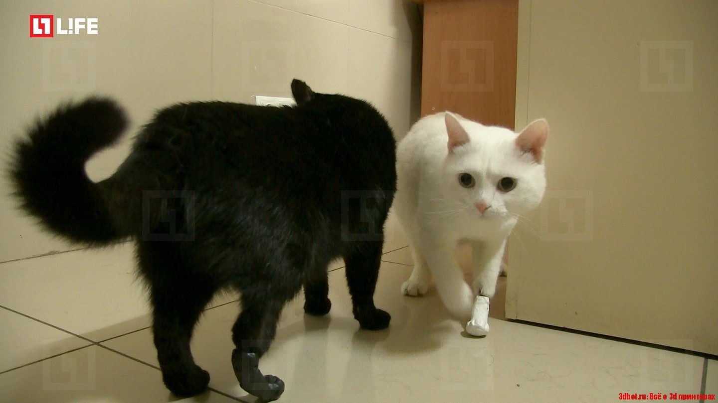 Коты с протезами из 3D-принтера ищут хозяев