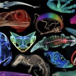 openVertebrate (oVert) — 3D-модели тысяч животных