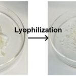 3D-модели лёгких